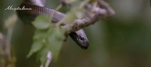 Magdalena Jerrébaddé ii aasinimaadé Bané-Aaddingké